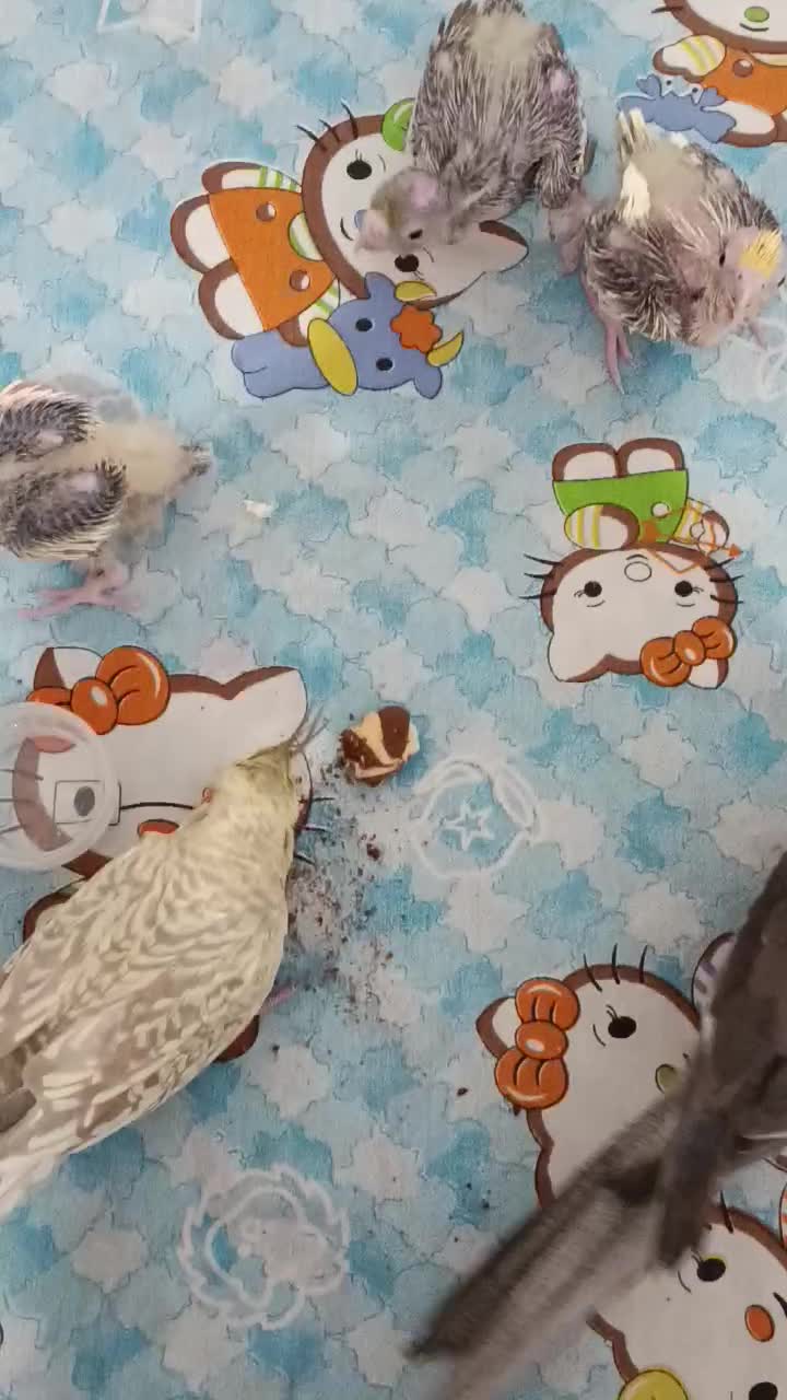 خانواده عروس هلندی|پرنده|تهران, سازمان برنامه جنوبی|دیوار