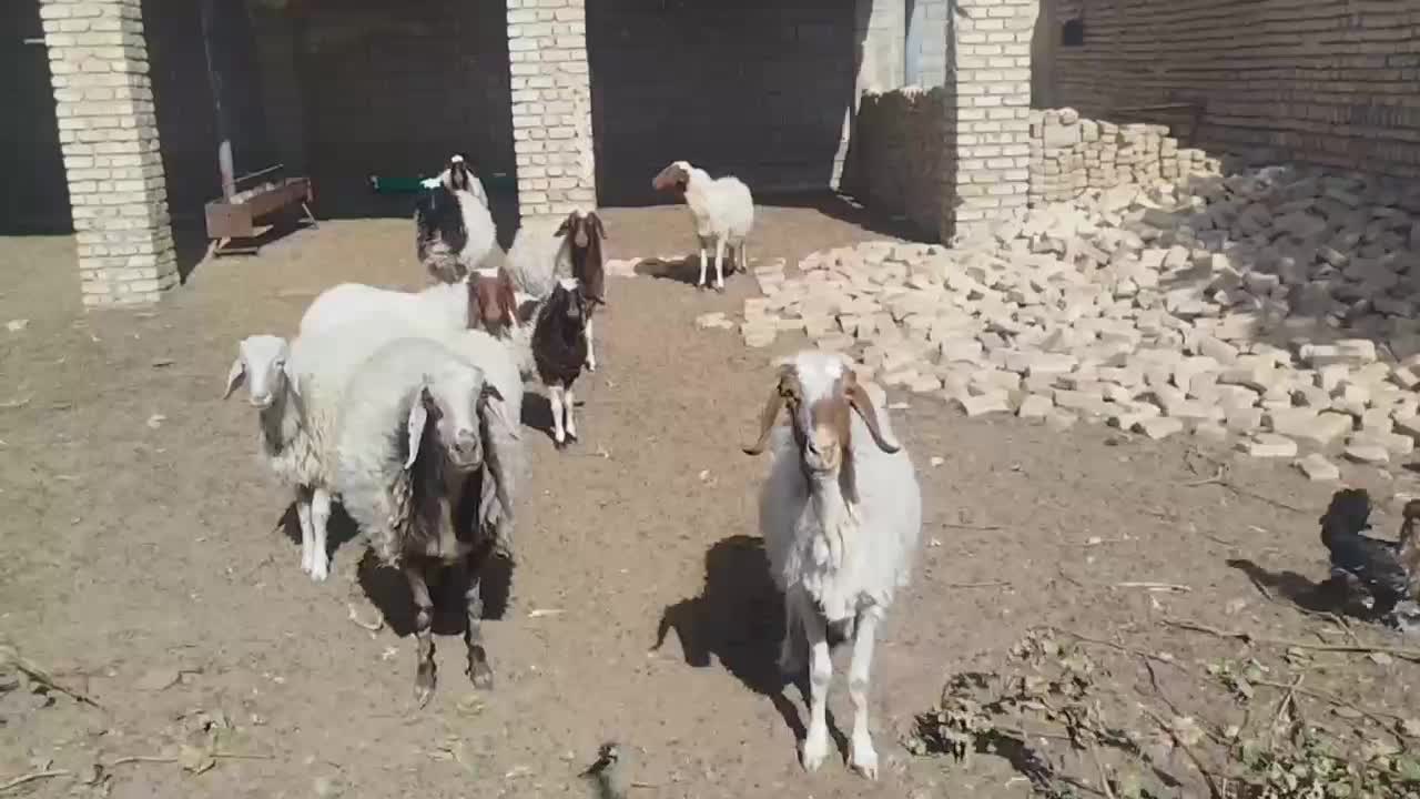 میش زایده فروشی|حیوانات مزرعه|کاشمر, |دیوار