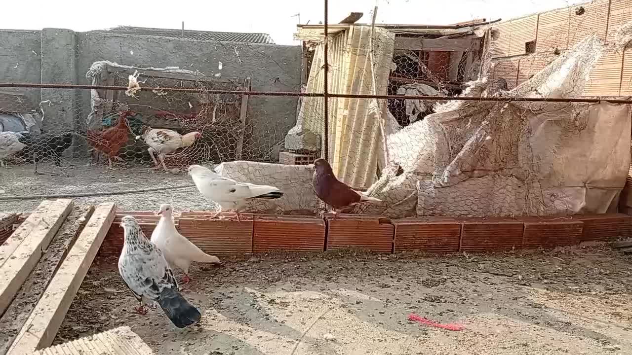 فروش نر قرمز|پرنده|ساری, |دیوار