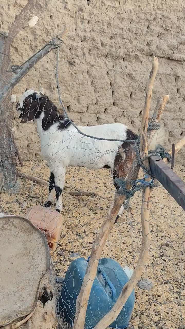 تروشت گواهتگ|حیوانات مزرعه|سراوان, |دیوار