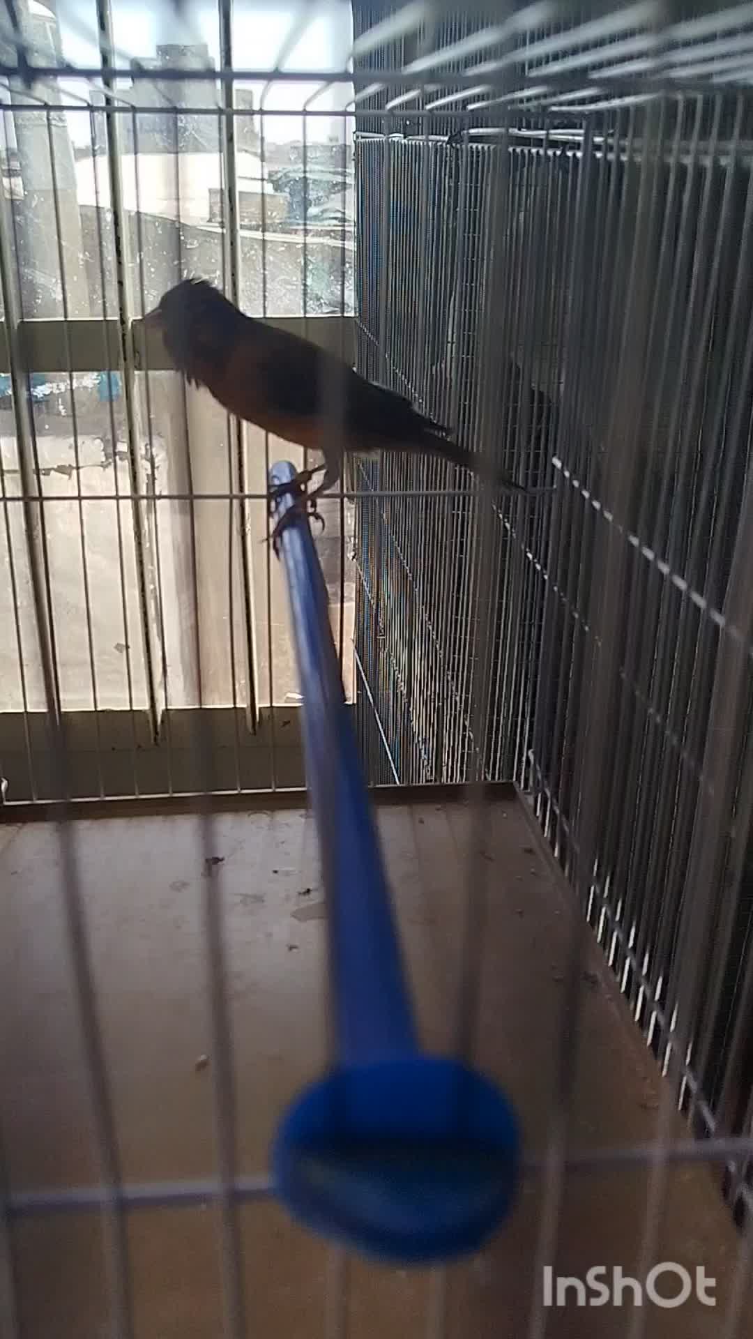 ماده قناری|پرنده|ابریشم, |دیوار