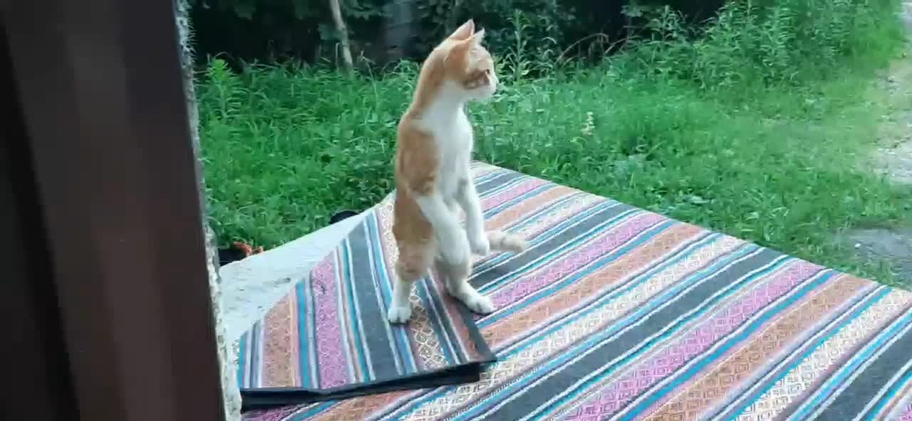 واگذاری گربه|گربه|سنگر, |دیوار