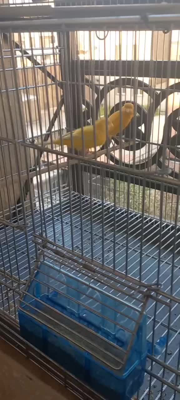 قناری نر پرتغالی|پرنده|تهران, چیتگر شمالی|دیوار