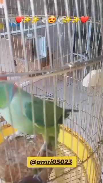 طوطی ملنگو سخنگو|پرنده|همدان, |دیوار