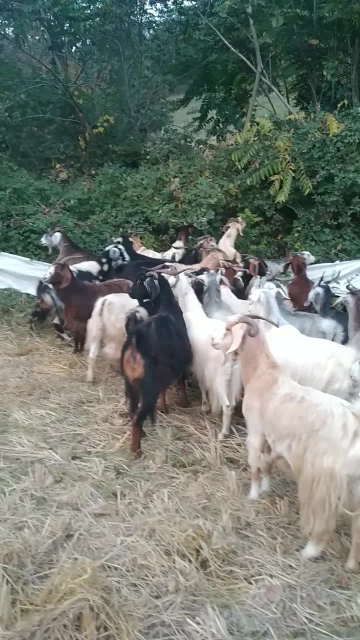 بزهای ابست سینه کرده و نر بزغاله و ماده بزغاله|حیوانات مزرعه|مینودشت, |دیوار