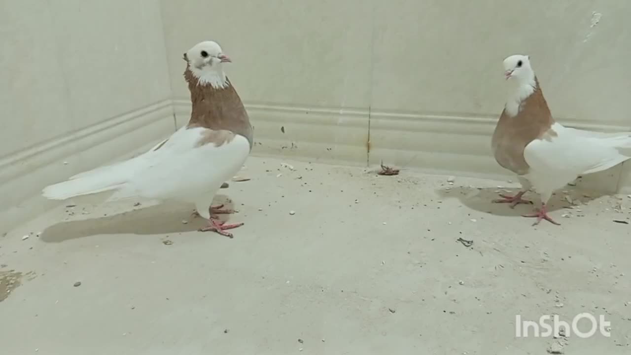 کبوتر طوقی|پرنده|اشکنان, |دیوار