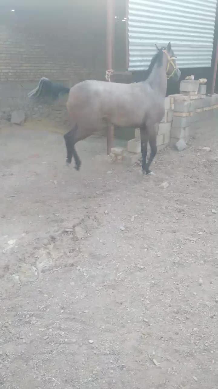 کره مادیان|اسب و تجهیزات اسب‌سواری|ساروق, |دیوار