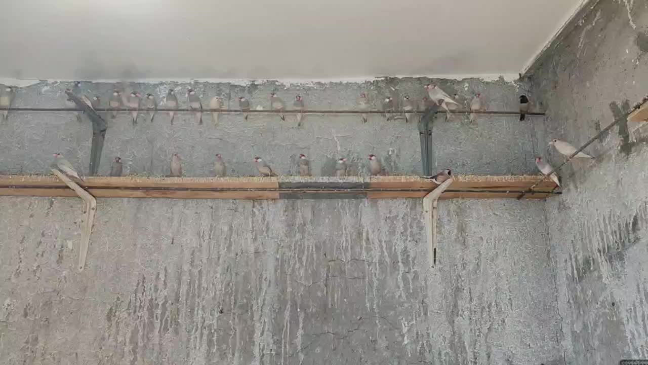 فنچ نرگسی و کرواتی یکجا ۱۳۰۰|پرنده|سبزوار, کراب|دیوار