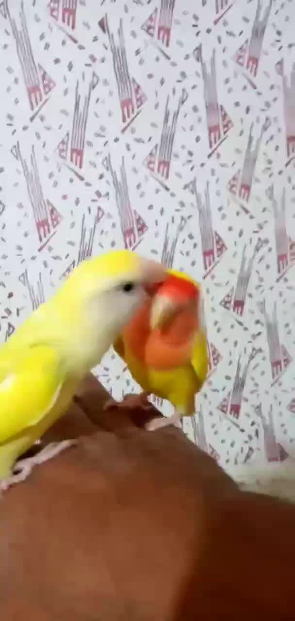 کوتوله های برزیلی خوشگل|پرنده|جیرفت, |دیوار