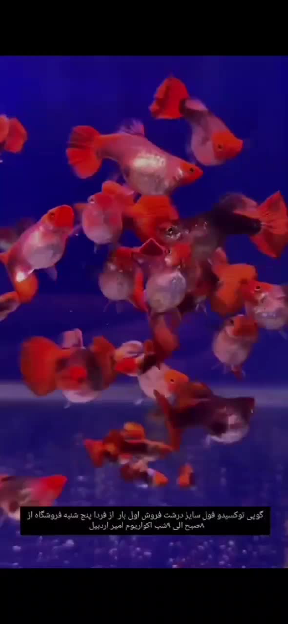 انواع ماهی گوپی|ماهی|اردبیل, |دیوار