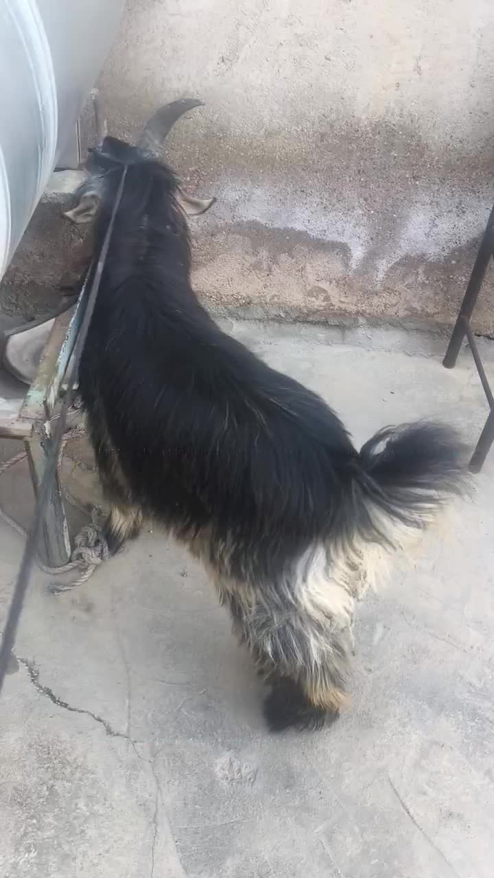 بیگ|حیوانات مزرعه|مسجد سلیمان, |دیوار