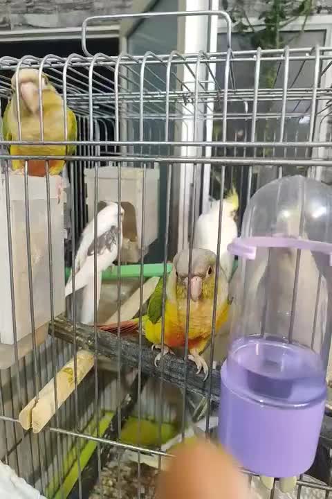 عروس هلندی وگرینچیک فول دستی|پرنده|قم, اسمعیل آباد|دیوار