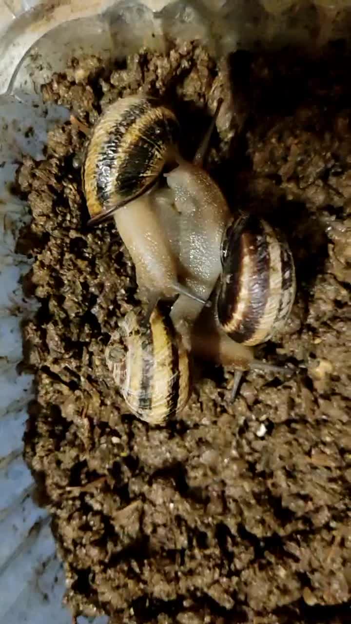 حلزون|خزنده|شاهینشهر, شهرک گلدیس|دیوار