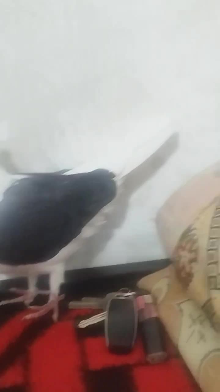 ماده پشت سیاه عطیقه فوق درشت ...۷&۹|پرنده|آبگرم, |دیوار