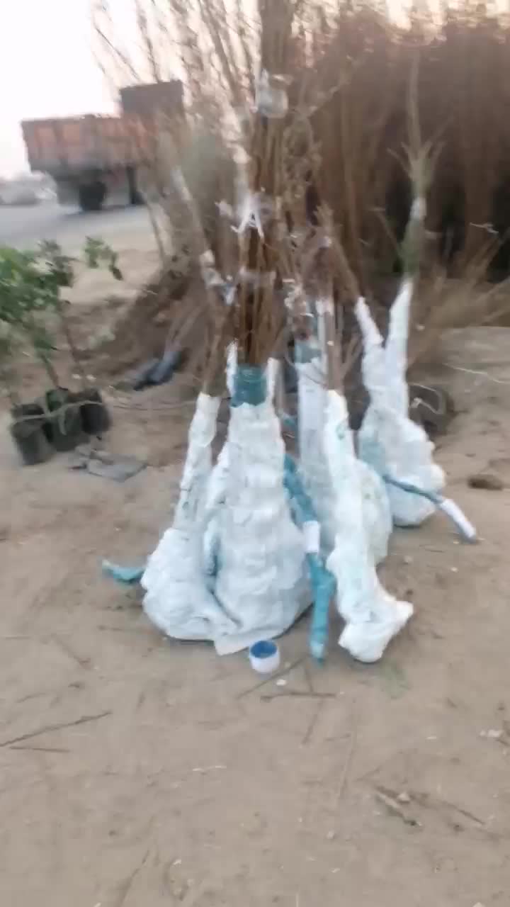 فروش نهال های قندار|گل و گیاه طبیعی|مریوان, |دیوار