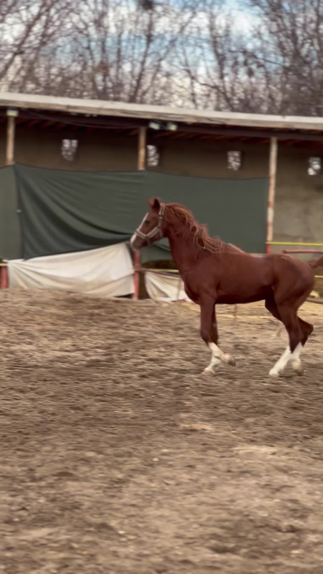 اسب|اسب و تجهیزات اسب‌سواری|مراغه, |دیوار