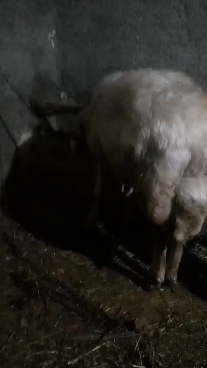 قوچ سفید افشار|حیوانات مزرعه|بروجرد, |دیوار