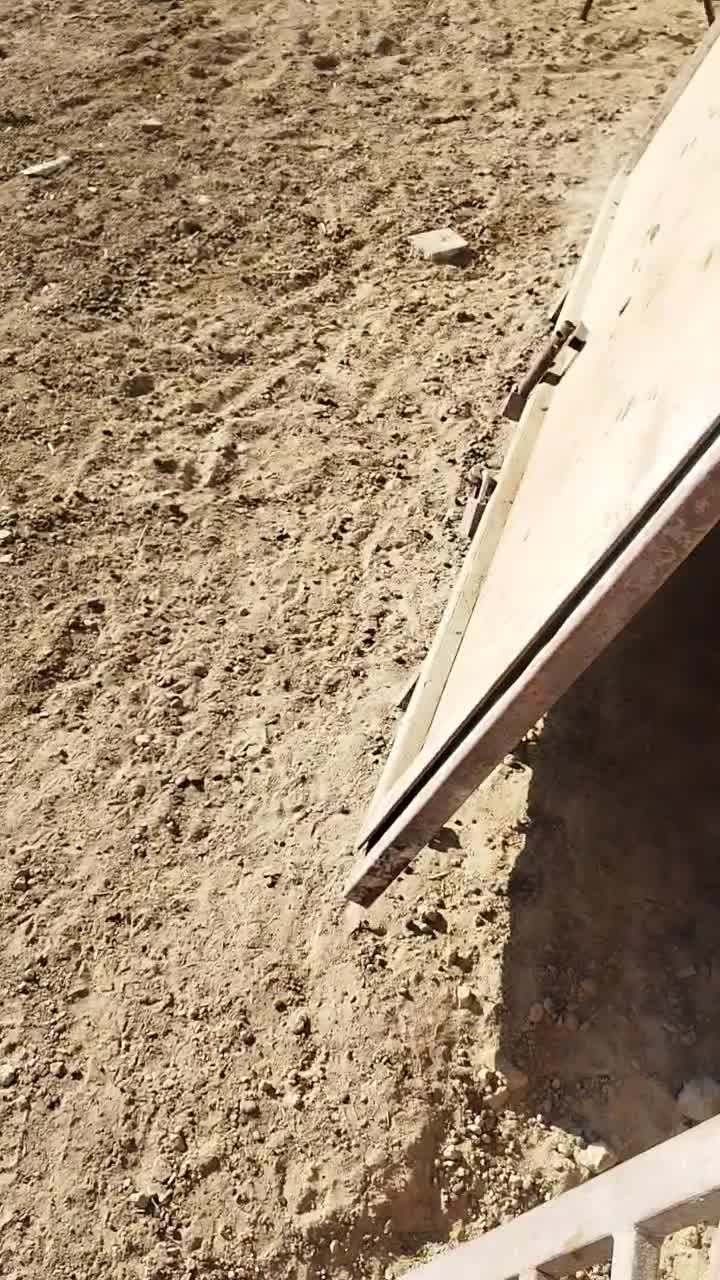 دو قلاده توله گله ای|سگ|شاهرود, |دیوار