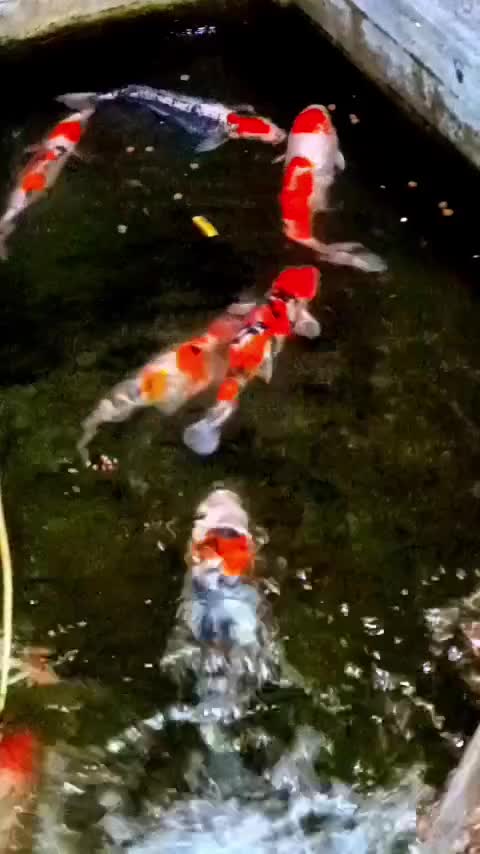 فروش کوژ نژاد کوهاکو و سانکه|ماهی|مبارکه, |دیوار