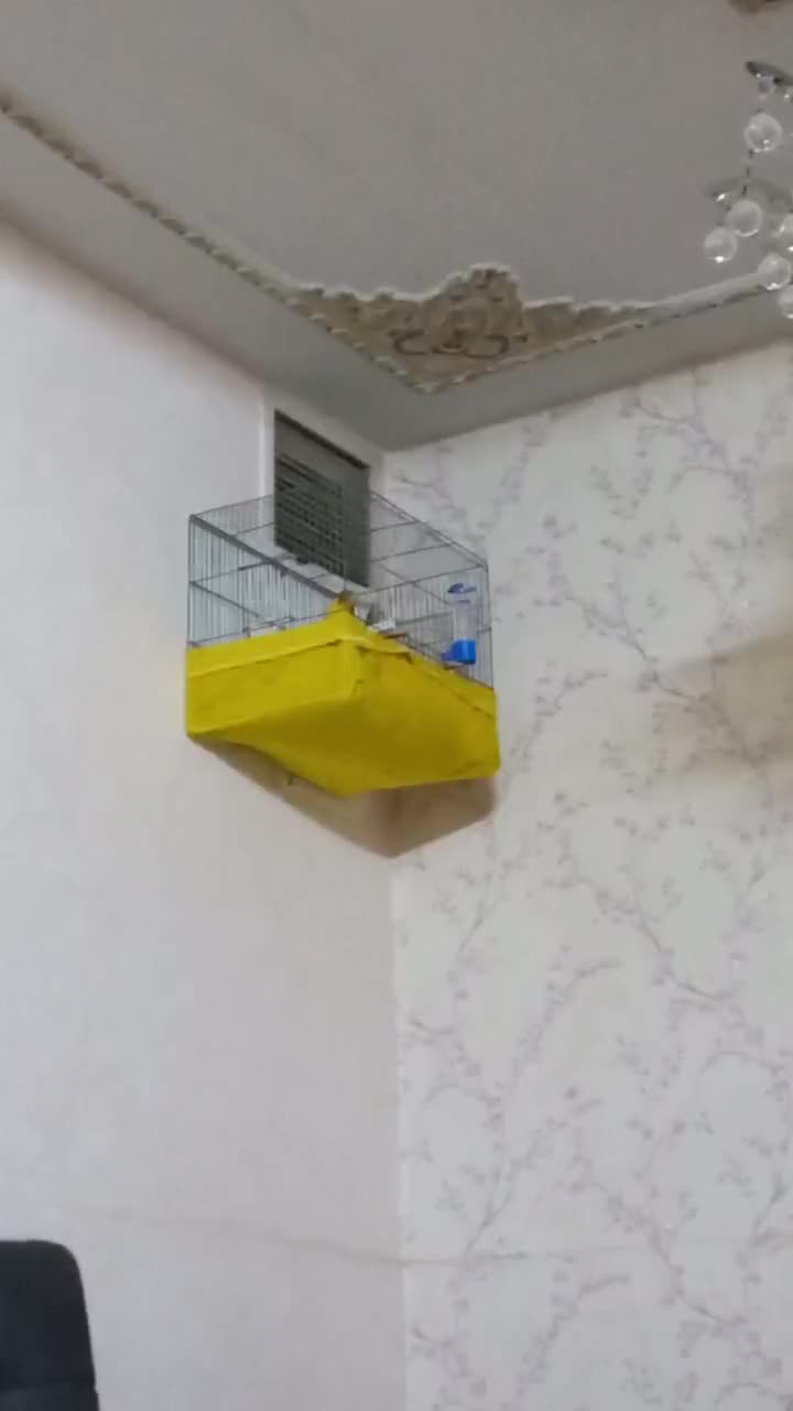 قناری نر ابلق پرتقالی|پرنده|آمل, |دیوار