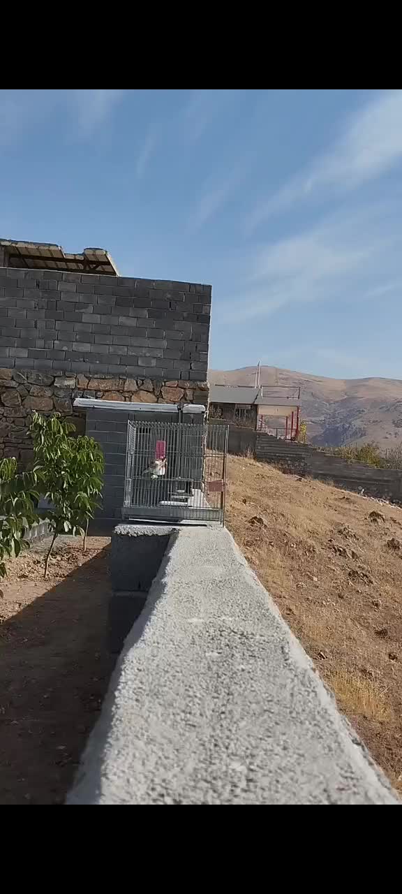 سهره باغی سر سر دهندار دهن قدیمی شرور|پرنده|سنندج, |دیوار