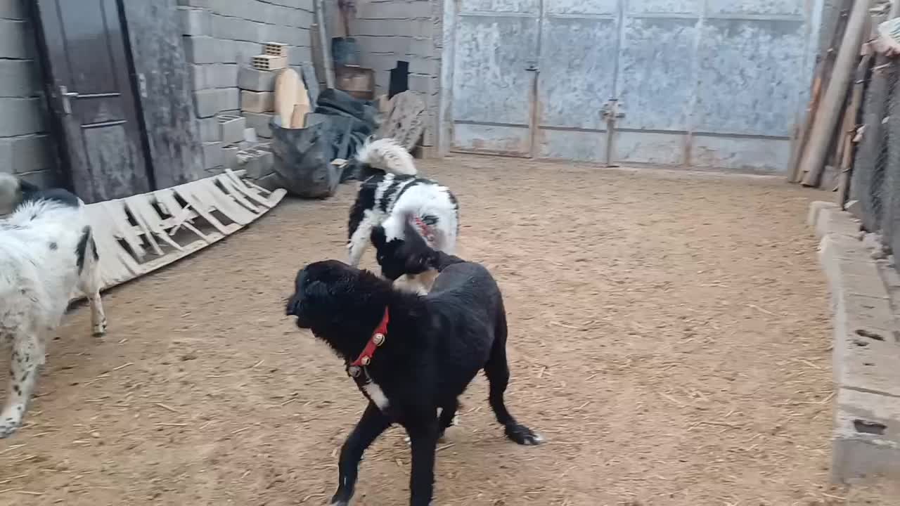 سگ توله|سگ|نجف‌آباد, جوزدان|دیوار