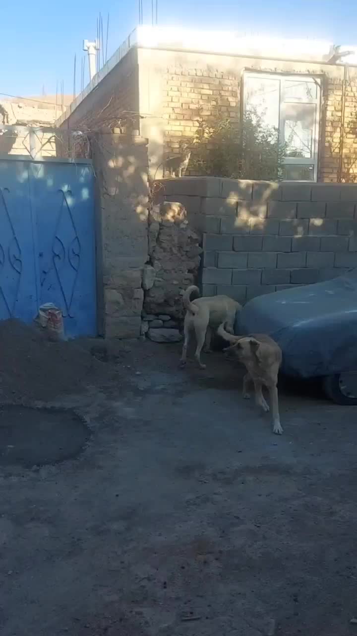 واگذاری توله سرابی|سگ|خلخال, |دیوار