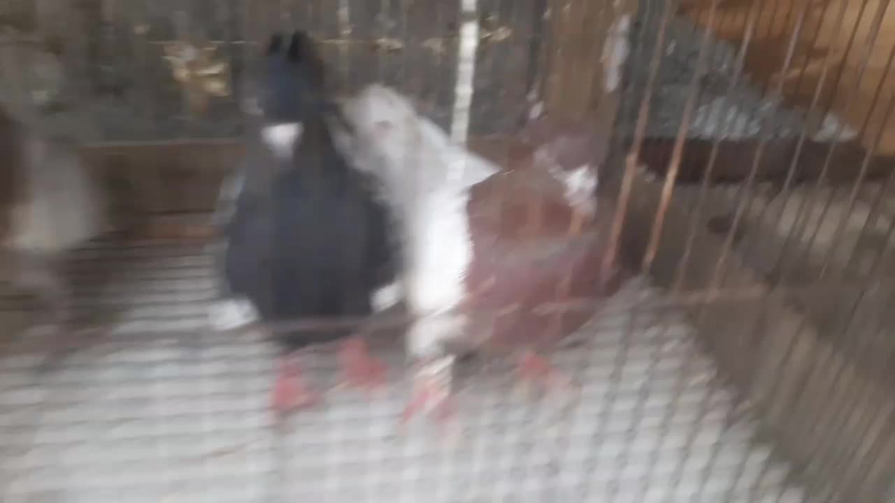 ۲ جفت کفتر|پرنده|دزفول, |دیوار