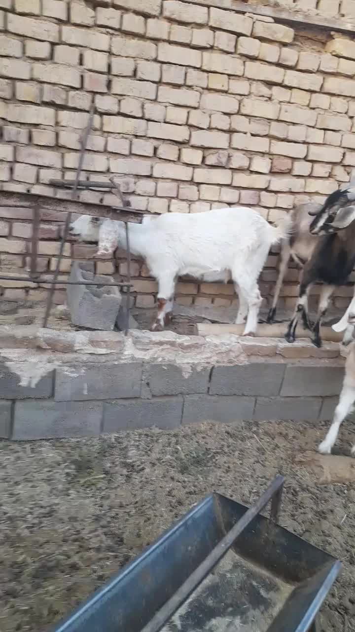 بزغاله ماده فروشی|حیوانات مزرعه|بردسکن, |دیوار