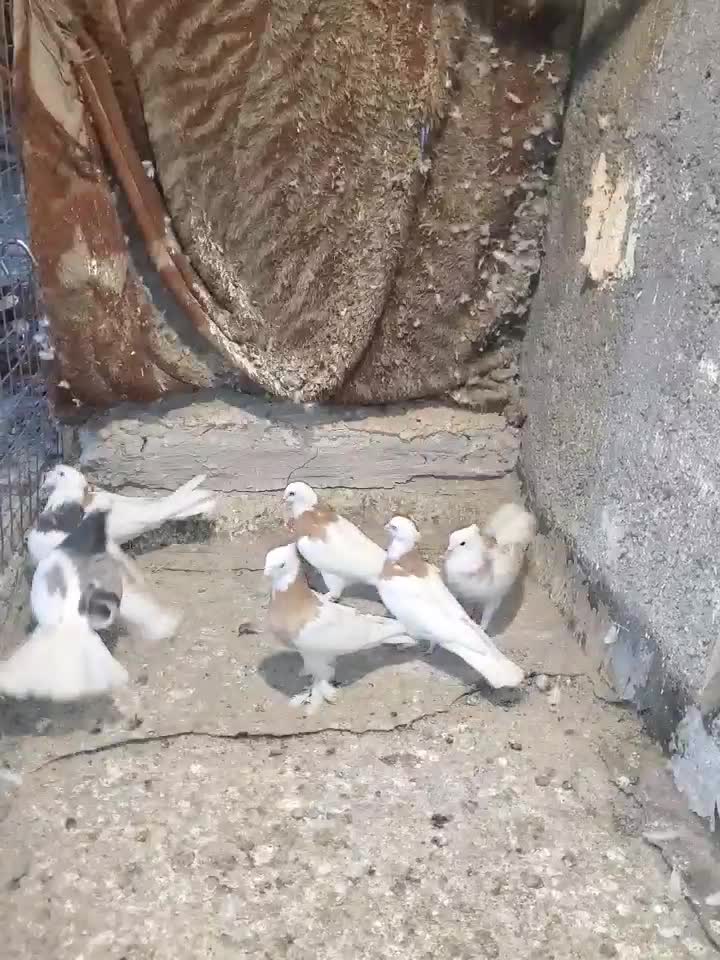 طوقی زرد|پرنده|مشهد, نوید|دیوار