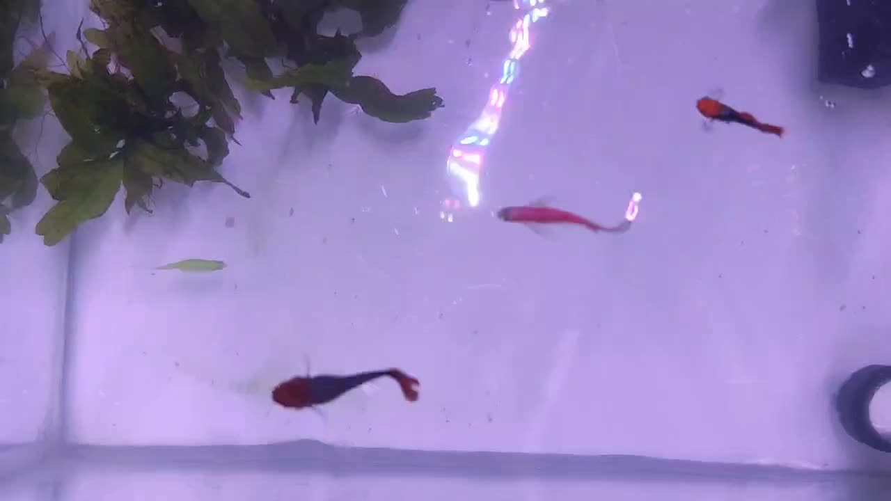 ماهی آکواریوم گوپی و زبرا|ماهی|امیرکلا, |دیوار