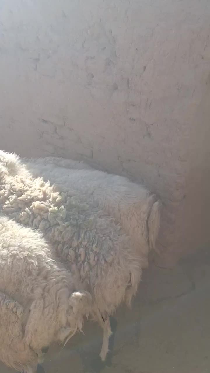 ۵راس میش داشتی آبستن چاق فروشی|حیوانات مزرعه|دلیجان, |دیوار