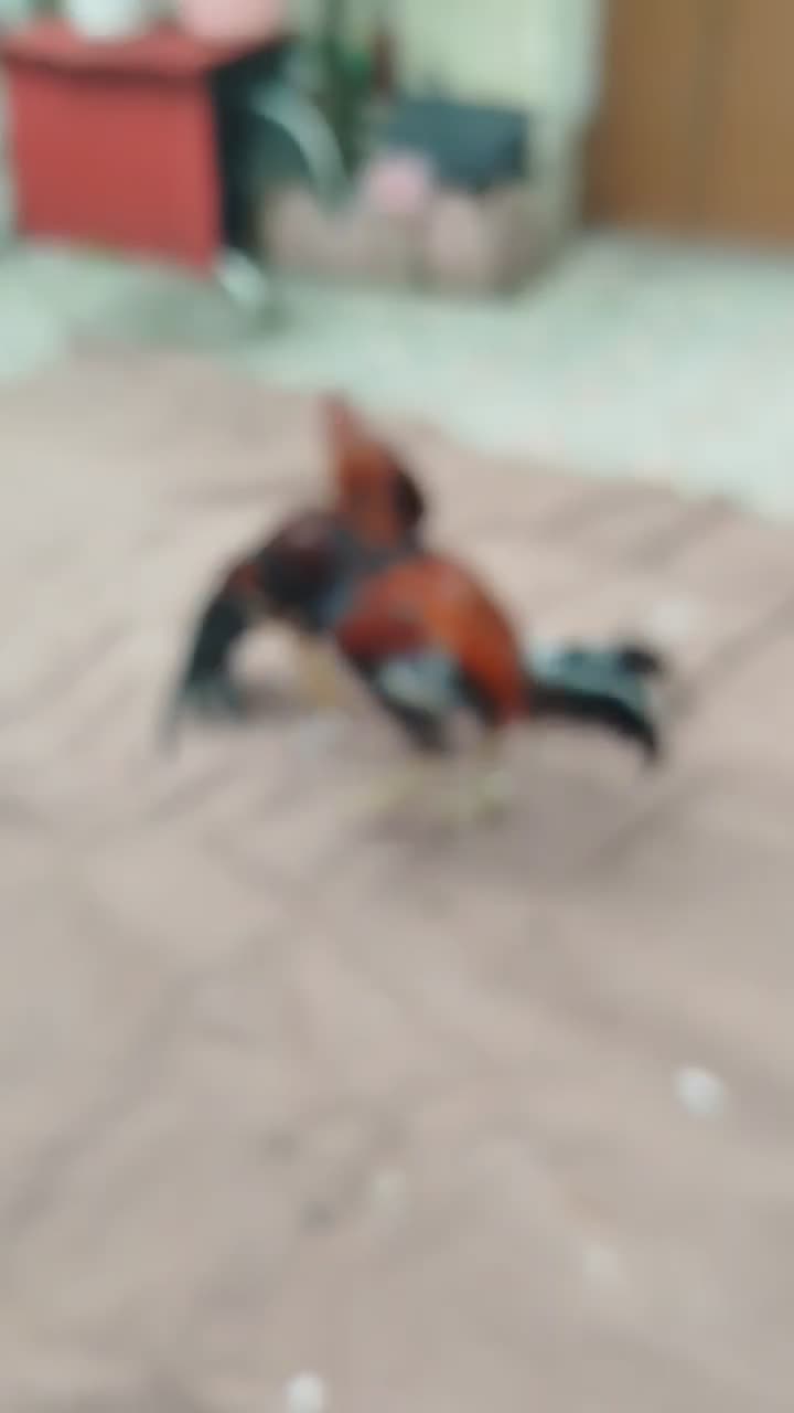 خروس لاری اصیل|حیوانات مزرعه|رشت, کوی قدس|دیوار