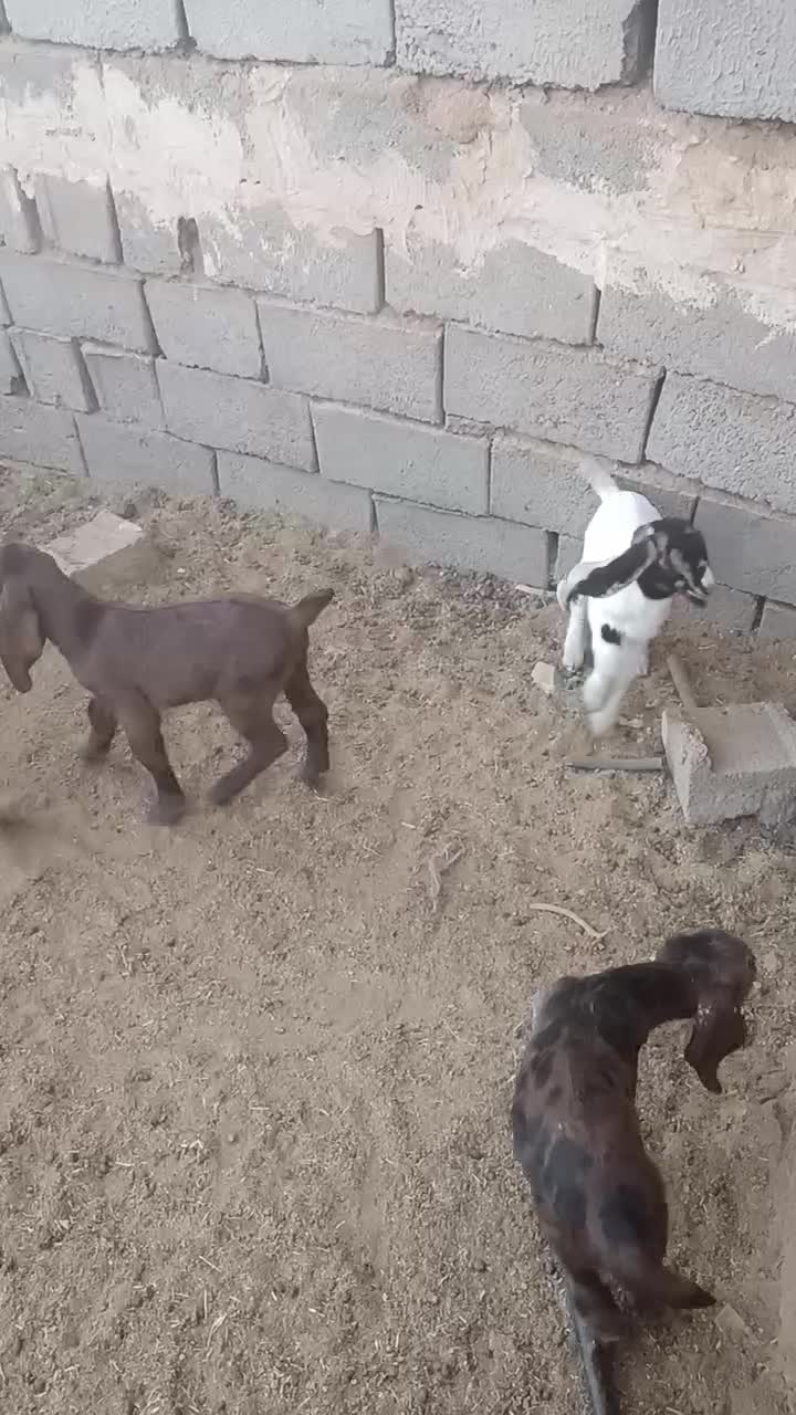 بز شیری تازه زا فروشی|حیوانات مزرعه|خواف, |دیوار