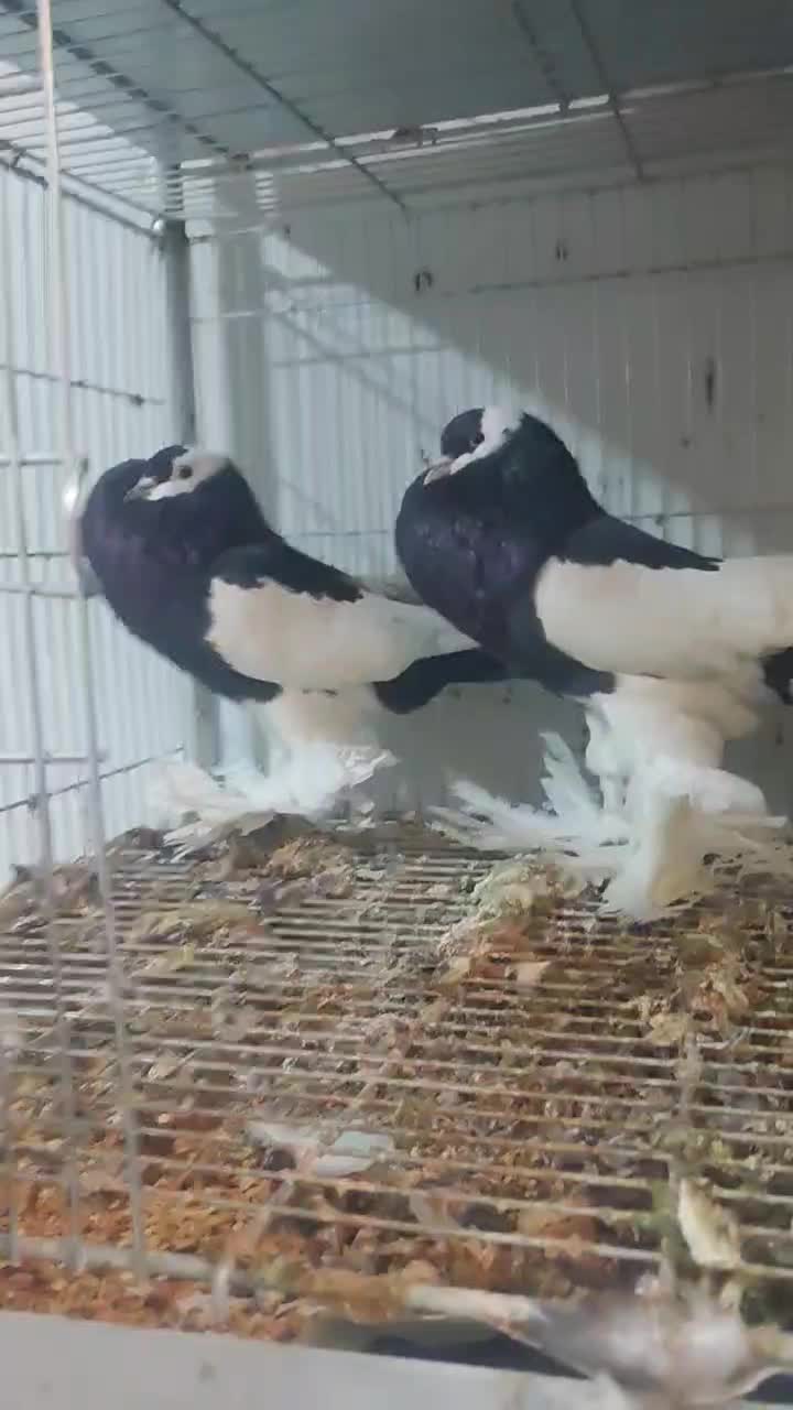 جفت مولد کبوتر زینتی بادکنکی ماهرو|پرنده|شیراز, شهرک گلستان|دیوار