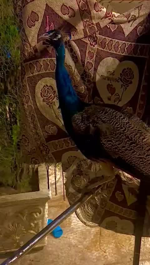 طاووس|پرنده|فردیس, خیام شرقی|دیوار