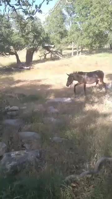 قاطر فروش|حیوانات مزرعه|لوداب, |دیوار