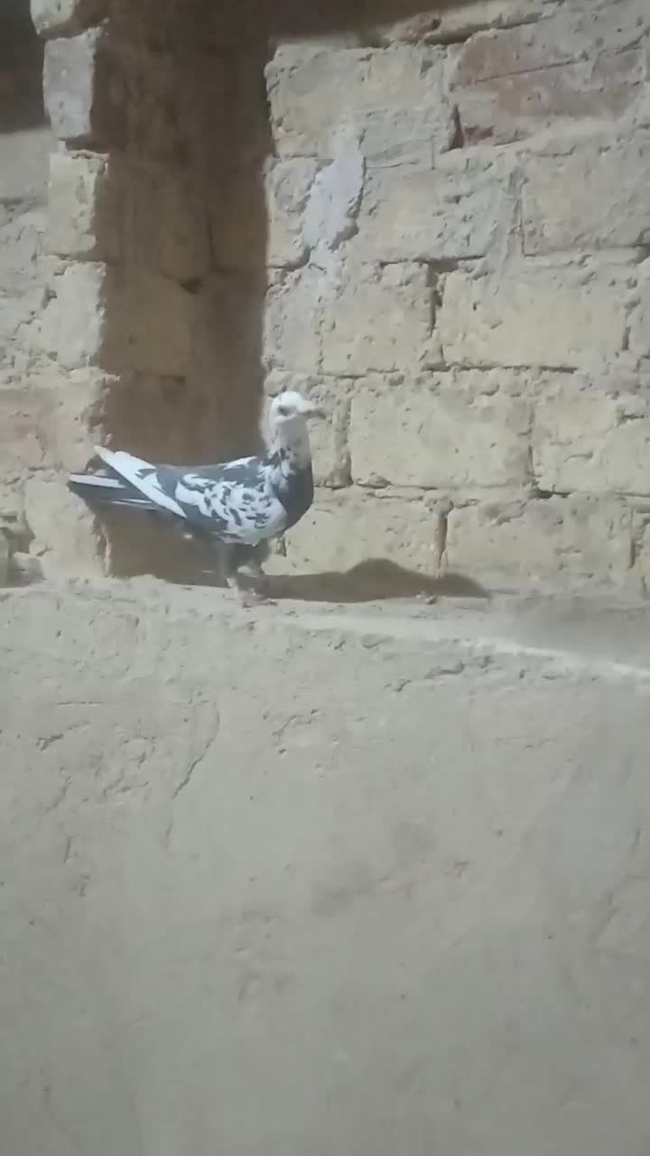 ماده بزک سیاه و سینه سلیمونی|پرنده|فسا, |دیوار