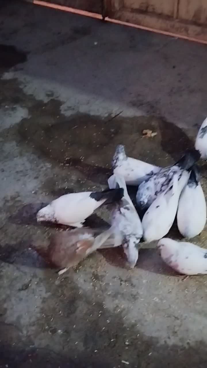 کبوترز|پرنده|نهاوند, |دیوار