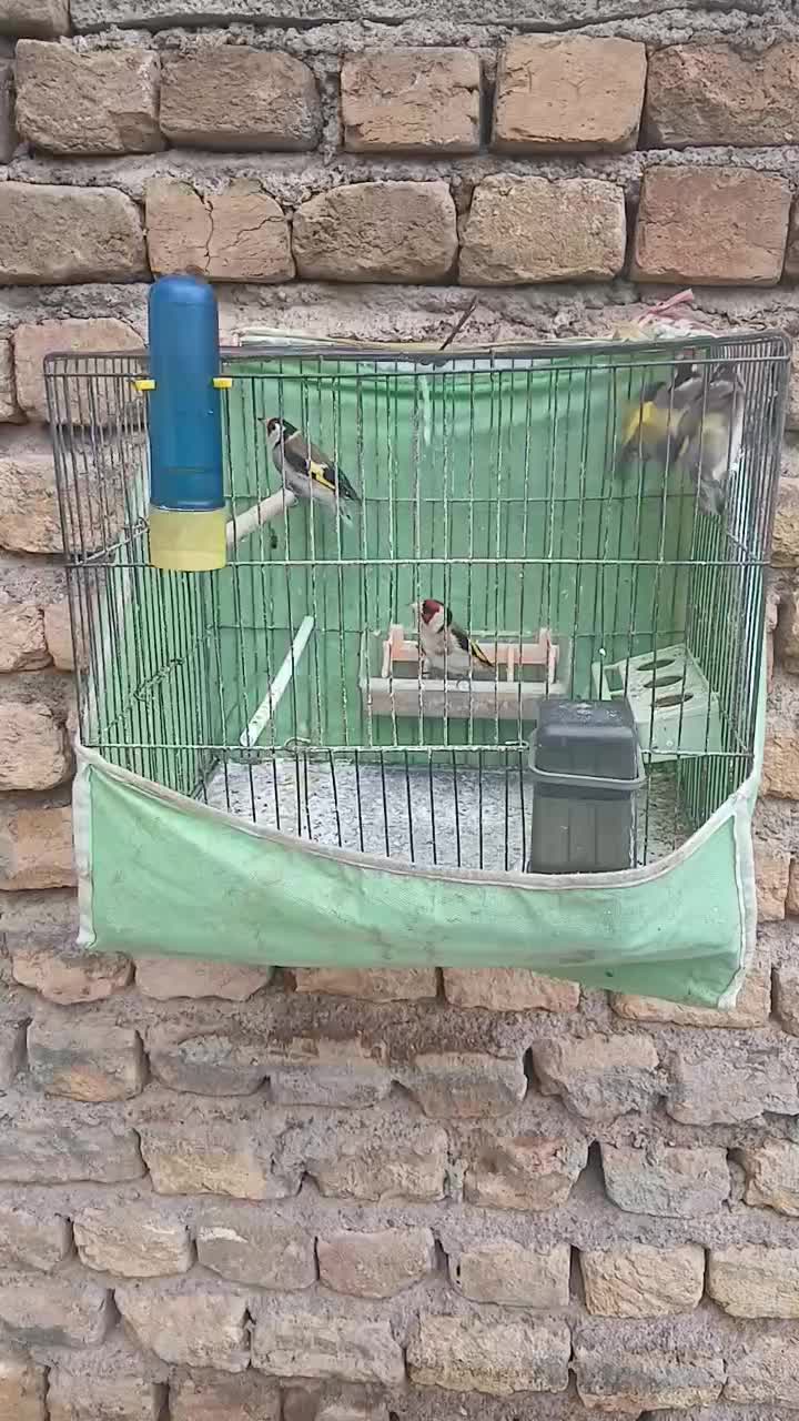 سهره|پرنده|قزوین, |دیوار