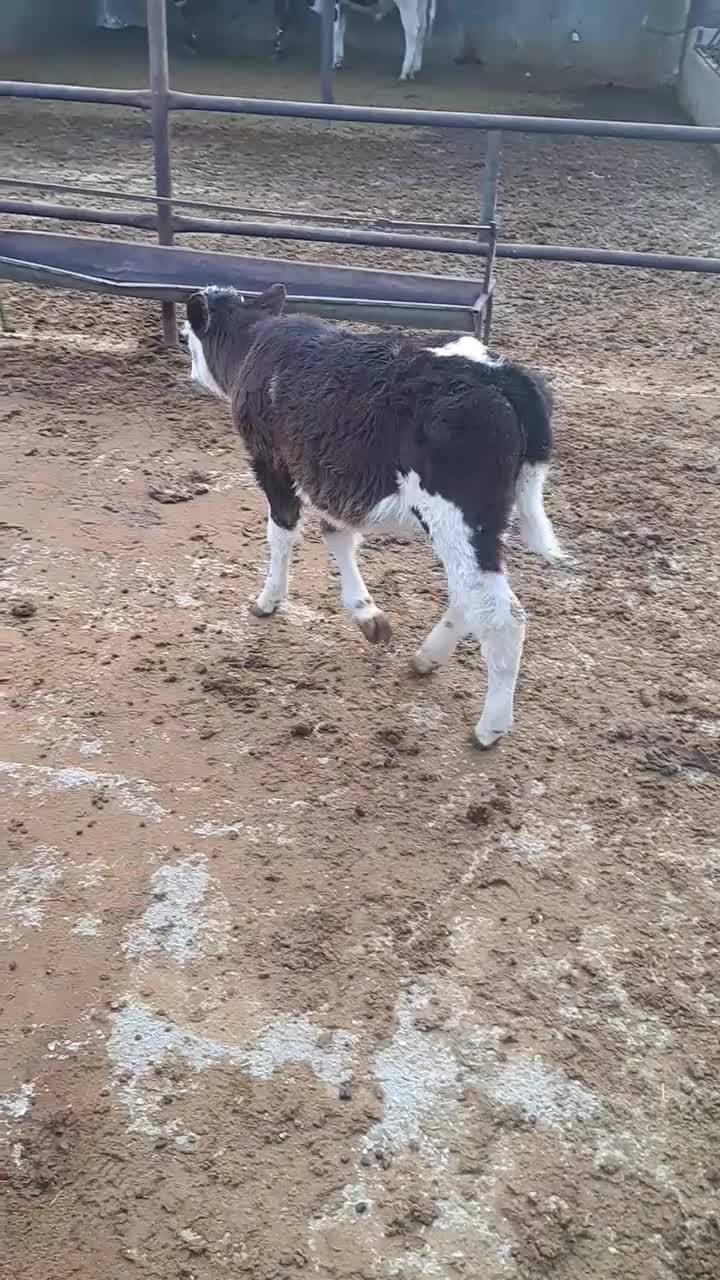 گوساله نر|حیوانات مزرعه|مرودشت, محمد آباد|دیوار