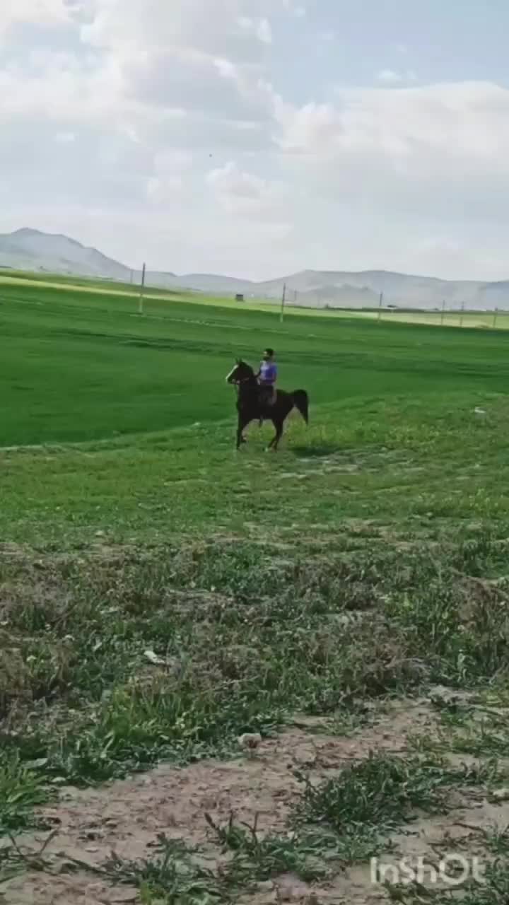 اسب کرد کره سهیل حیدر|اسب و تجهیزات اسبسواری|کرمانشاه, |دیوار