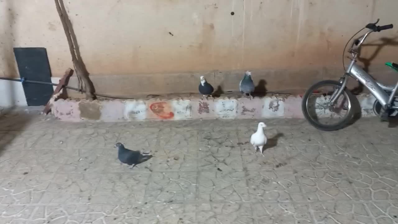 پلاکی تهرانی مسافتی آلمانی|پرنده|شریف‌آباد, |دیوار