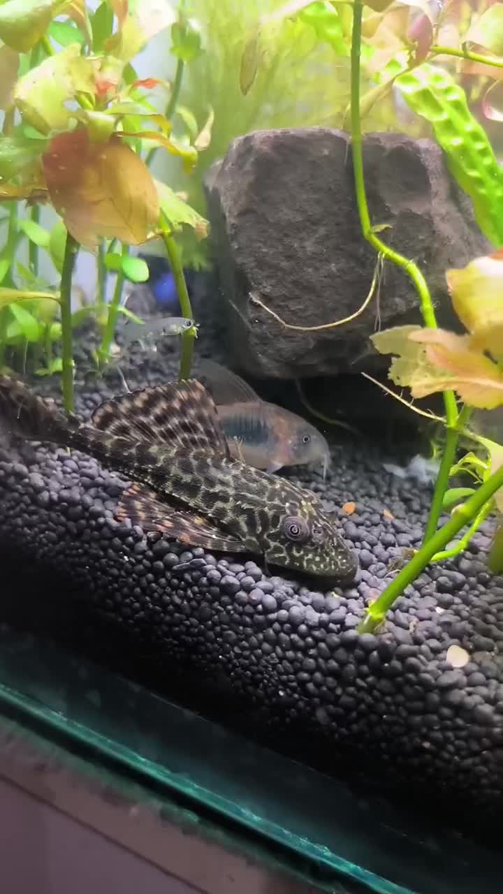 لجنخوار اسپرت|ماهی|ماکو, |دیوار