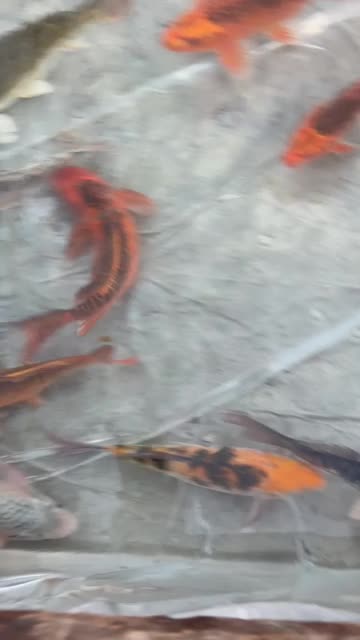 ماهی کوی ۵۰ سانتی اور سایز|ماهی|رشت, یخسازی|دیوار