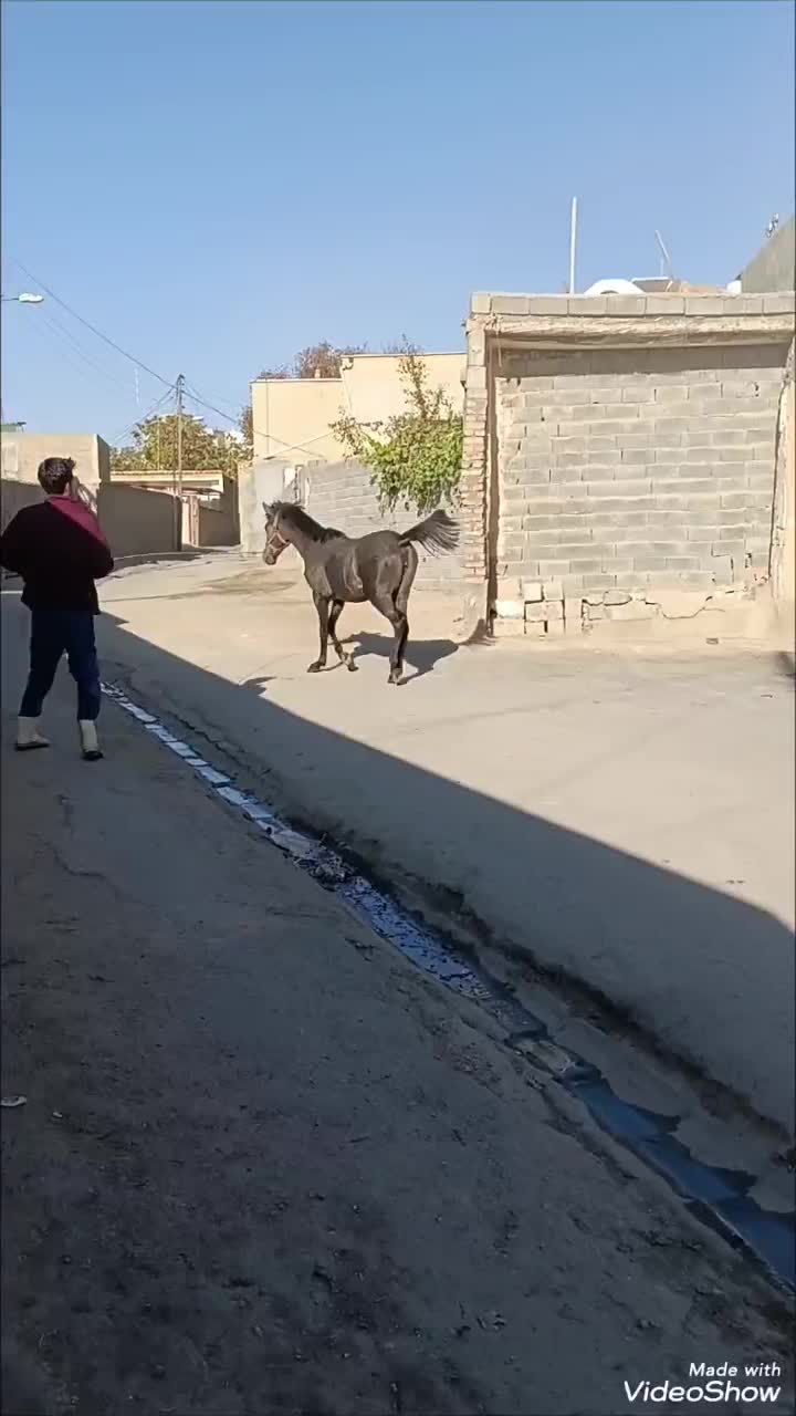 کره مادیان ۱۵ ماه|اسب و تجهیزات اسب‌سواری|شاهین دژ, |دیوار