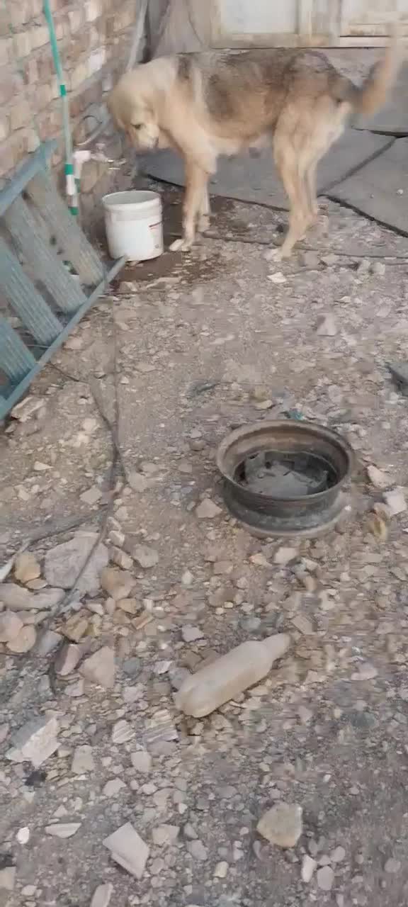 سگ  پژدر|سگ|رفسنجان, |دیوار