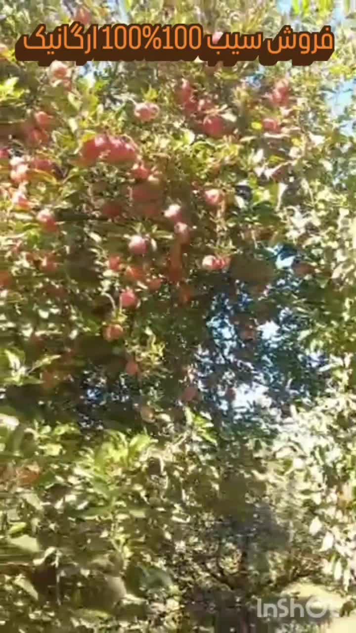 فروش 60 تن سیب 100%100 ارگانیک داخل سردخانه|خوردنی و آشامیدنی|تبریز, |دیوار