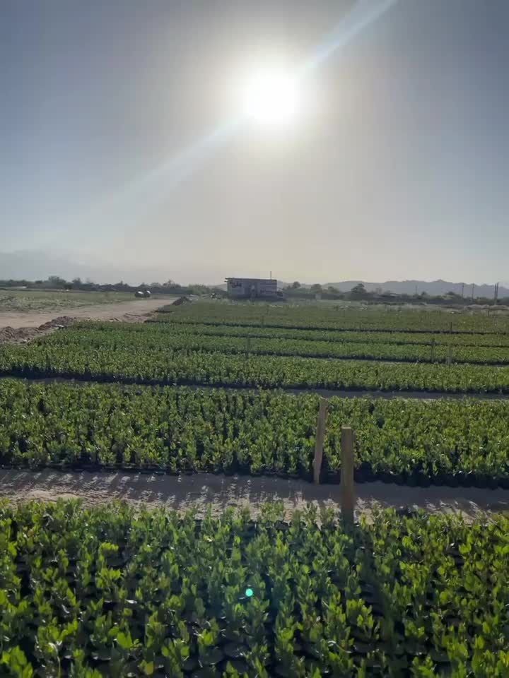 نهالستان پسته سبز مهریز|خدمات باغبانی و درختکاری|مهریز, |دیوار