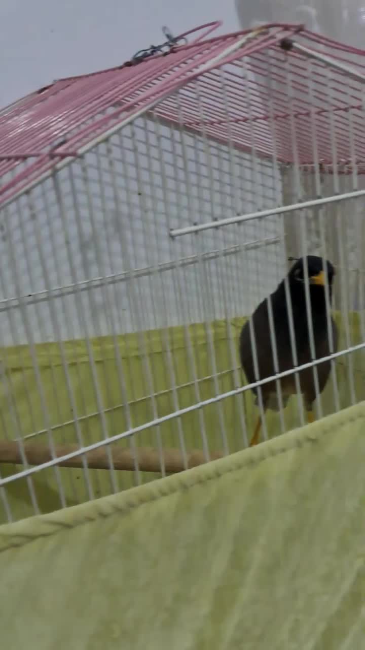 مرغ مینا|پرنده|کرج, باغستان|دیوار